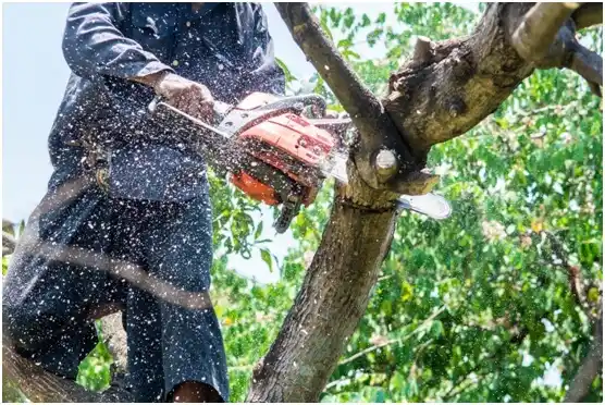 tree services Englewood